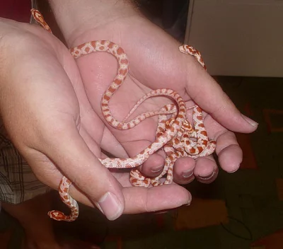 mláďata elaphe guttata amelano